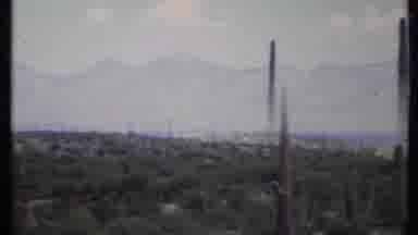 California USA (1971): A Field Of Tall Cacti And Small Scrubs Of Alfalfa Rise From
