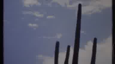 California USA (1971): A Tall Green Cactus Reaches Up To A Blue Cloudy Sky
