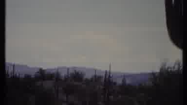 California USA (1971): Cactus And Trees In Savannah With Woman Walking In Wild