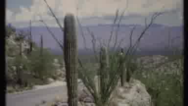 California USA (1971): Shot Pans By Flora And Fauna In Southwest Region Of The