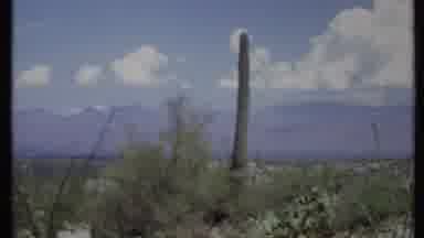 California USA (1971): Picture Of A Lonely Desert In Arizona With A Green Cactus
