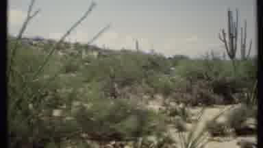 California USA (1971): Camera Pans Across Desert Landscape Covered With Cacti And