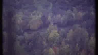Ithaca New York (1979): Trees And Barn From A Car Window