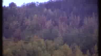 Ithaca New York (1979): Woods Being Filmed As Person Rides Something Over The