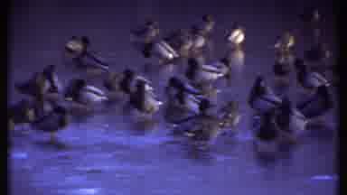 Ithaca New York (1979): Flock Of Ducks Standing On Frozen Water On A Clear Winter