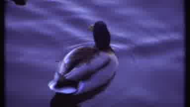 Ithaca New York (1979): Duck Swims In Water Many Ducks On Frozen Water Ducks Swim