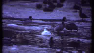 Ithaca New York (1979): Different Species And Colors Of Ducks In Small Stream Or