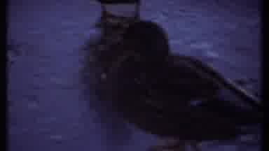 Ithaca New York (1979): Sun Shines Over Calm Quiet Lake With Ducks Some Floating