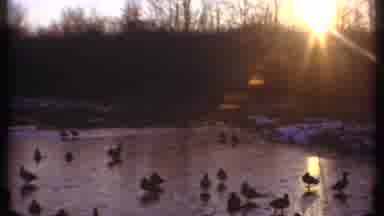 Ithaca New York (1979): Ducks On A Frozen Pond At Sunrise Flashes To A Crackling