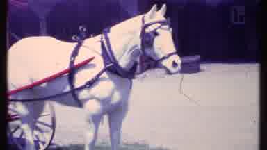 Vermont USA (1984): White Horse Standing With White And Red Carriage In Grass Near