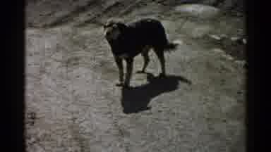 Japan (1952): Older Dog Wagging Tail