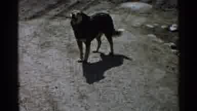Japan (1952): Black Dog Barks At White Tug Boat On A Clear Day