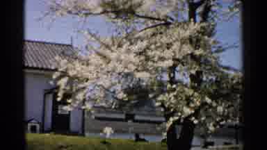 Japan (1952): A Tree With White Blooming Flowers Are Blowing In The Wind In The