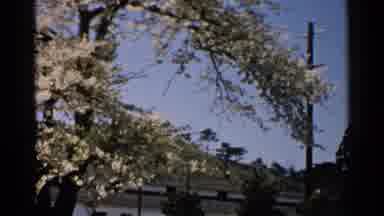 Japan (1952): Pretty Panoramic Blossom Trees Blue Sky Day Hills With Power Lines