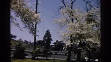 Japan (1952): Trees And Nature