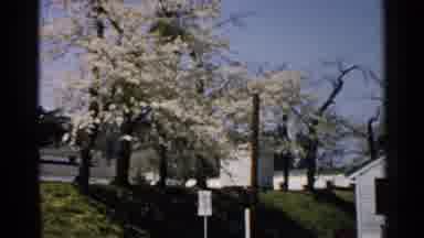 Japan (1952): Blooming White Dogwood By Church