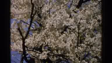 Japan (1952): White Cherry Blossom Trees In Bloom Blowing In The Wind During A