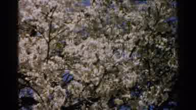 Japan (1952): A Windy Day With A Beautiful Tree