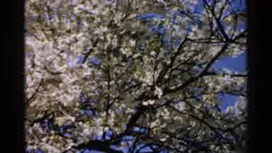 Japan (1952): Blossom Tree In A Park