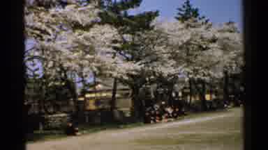 Japan (1952): National Park The Different Types Of Trees And People Sitting In The
