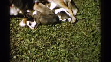 Japan (1952): Big Brown Mother Dog Is Nursing Her Three Babies Sitting On Grass