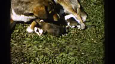 Japan (1952): Mother Dog Laying In The Grass Nursing Several Young Puppies