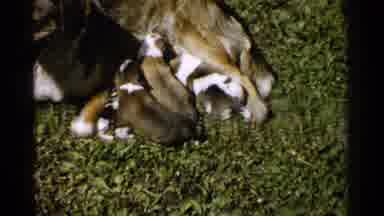 Japan (1952): Five Brown And White Puppies Nurse From Their Mother And Then Lie In