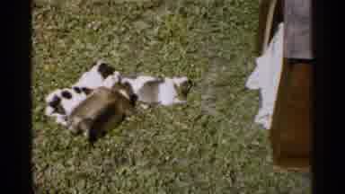 Japan (1952): Men In Uniform Looking At Young Puppies On The Grass