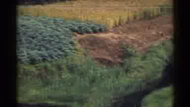 Japan (1953): Sweeping A Large Outdoor Garden Displaying Dark Green A Light Green