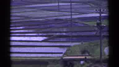 Japan (1953): Filming Of A Rice Field Inland Showing Some Posts As Well