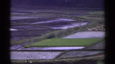 Japan (1953): Fields Of Green
