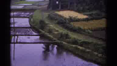 Japan (1953): Fields Of Crops Next To A River