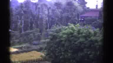 Japan (1953): It Kills With Large Trees And A House Right In The Center Of Them