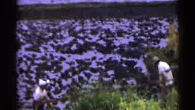 Japan (1953): A Dark-Skinned Man And Woman Work Together In A White Field