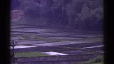 Japan (1953): Squared Off Sections Of Land Approximately 6' X 8' Lay In A Field