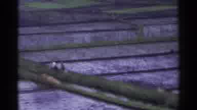 Japan (1953): High Angle A Large Agricultural Crop Field