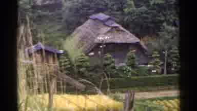 Japan-1953: Traditional Thatched Roofs In Rural Village With Rice Fields