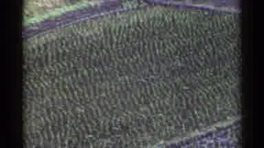 Japan (1953): High Angle A Large Forest From An Aircraft