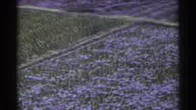Japan (1953): Vast Crop Of Cotton Blooming In An Open Field Out In The Countryside