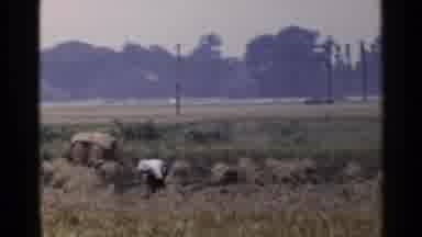 Japan (1953): People Harvesting Cereals By Primitive Methods In An Open Field