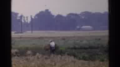 Japan (1953): Person Wearing White Shirt Places Yellow Bale Of Hay On Ground On A
