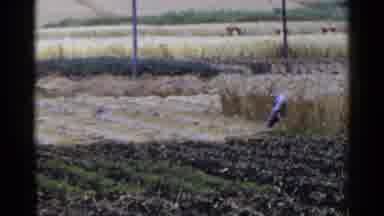 Japan (1953): A Person Is Cutting And Harvesting A Plant Crop