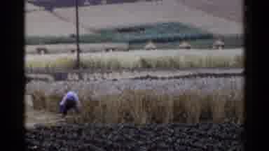 Japan (1953): Person In Dry Crop Field Wearing Blue White Head Cover Reaching For