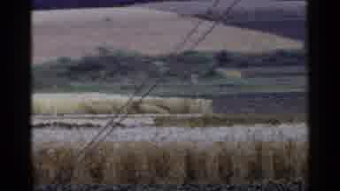 Japan (1953): Sweeping A Large Field With Crops Growing Throughout
