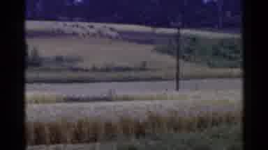 Japan (1953): Green And Yellow Field Near Street Under Grey Sky
