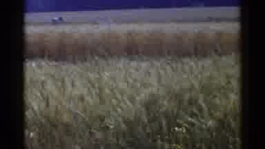 Japan (1953): Farmers Working Hard In Grain Field