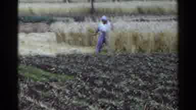 Japan (1953): Elderly Woman Or Man Cutting Hay In Field In Hot Summer