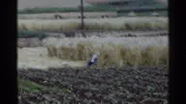 Japan (1953): Wide Angle A Man Wearing Overalls Pulling Up Crops On A Farm