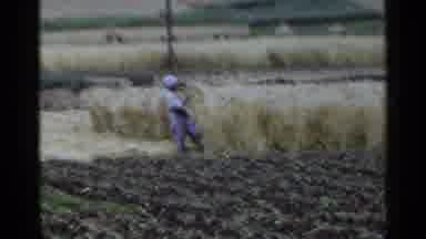 Japan (1953): A Man Pulls Grains From A Field While Another Man Pulls A Handcart