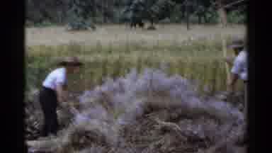 Japan (1953): Farmers Preparing Their Harvest With A Tool Specific To This Task